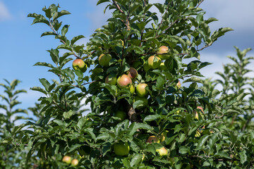 Apple orchard with a mature harvest of green apples
