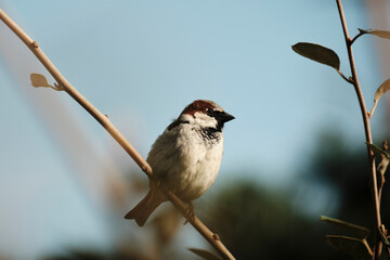 Moineau domestique .