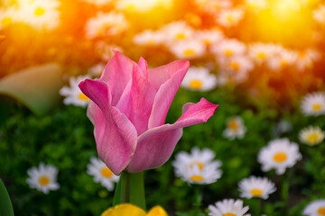 Beautiful sunset with pink tulips and daisies. Daisies out of focus on pink tulip background. Pink tulips in selective focus.