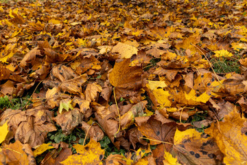 Orange maple foliage on the ground during leaf fall