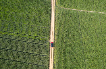 top ariel view of corn field with red car moving along the way of contryside in Thailand
