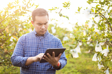 Smart Asian farmer checking guava fruit with confuse on tree in growing time of organic farming with smart technique
