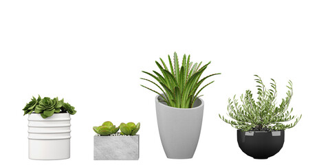 Set of beautiful cactus in ceramics & marble pots isolated on transparent background 3D render png tree