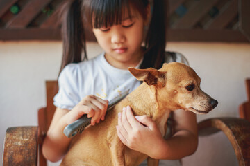 KId taking care of pet removing hair with comb brush at home.