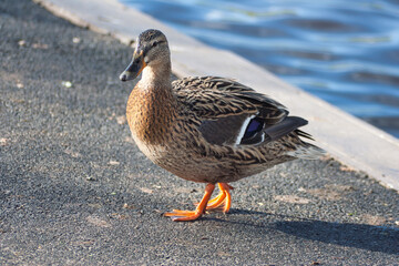 Female mallard duck standing by a lake