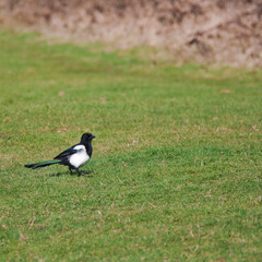 Single isolated magpie enjoying the sun