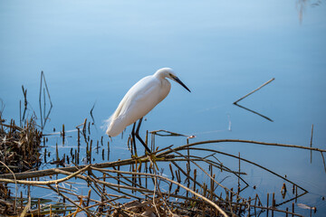 水面に立つ日本の白鷺