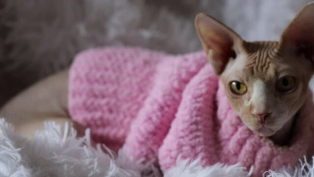 Sphynx cat in a pink sweater swings in a hammock