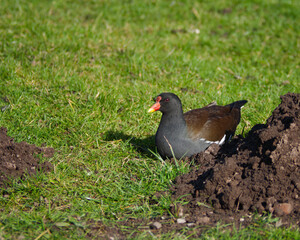 Moorhen on grass