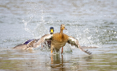 Close up of female Mallard duck being chased by male and taking off in a masso f spray