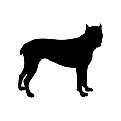 Cane Corso Silhouette. Vector Silhouette of Animal on White Background