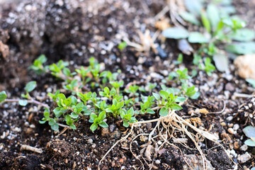 새싹이 움트는 봄