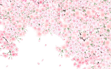 Obraz na płótnie Canvas イラスト素材 満開の桜と花びら・大 -白背景- 色違い・差分あり