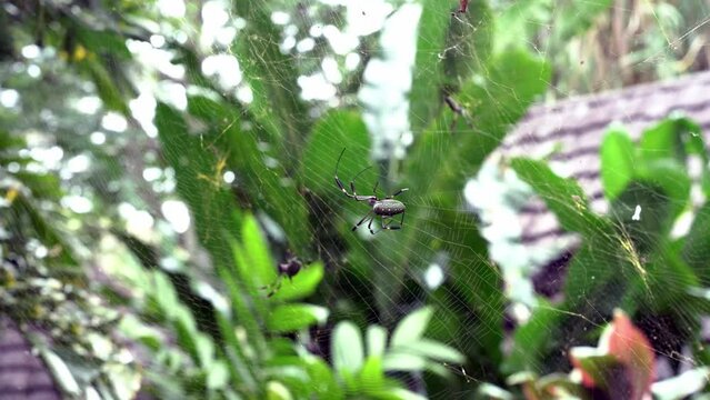 Large female Golden Orb weaver spiders crawling in their webs.