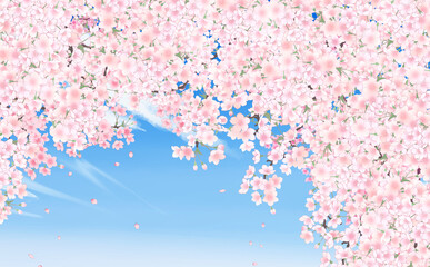 満開の桜と花びら・中 イラスト素材 -青空背景- 色違い・差分あり