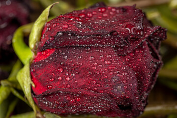red petals of a rosebud covered with water drops