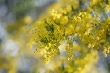 ふわふわ可愛らしいアカシアの花