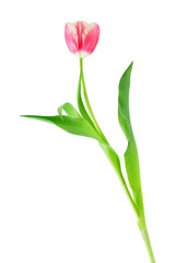 fresh flowers, freshly cut yellow and pink tulips with leaves, isolated