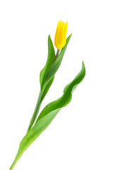 fresh flowers, freshly cut yellow and pink tulips with leaves, isolated