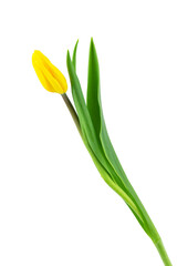 Fototapeta premium fresh flowers, freshly cut yellow and pink tulips with leaves, isolated