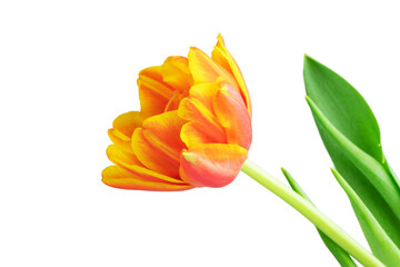 fresh flowers, freshly cut yellow and pink tulips with leaves, isolated