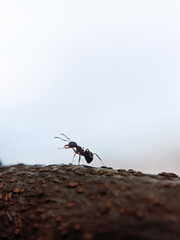 macro photography ants