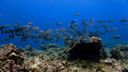 Fototapeta na wymiar Underwater photo of school of fish at a coral reef