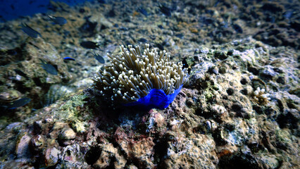 Underwater photo of a anemone flower at a coral reef