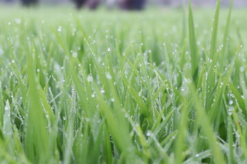 Beautiful Green Rice Fields in Village Field.