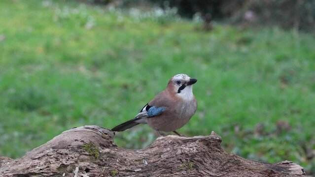Eichelh&auml;her (Garrulus glandarius)   
