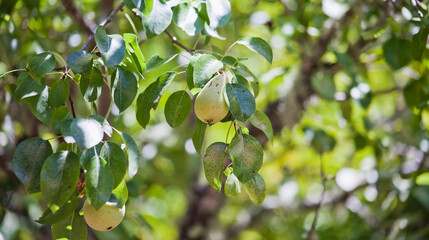 Pear Tree brunch with fruit
