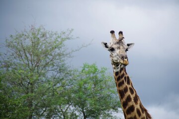 Kruger Park