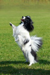 Dog breed Papillon