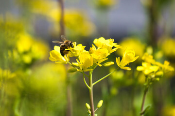 Obraz premium 綺麗な黄色の菜の花のクローズアップ