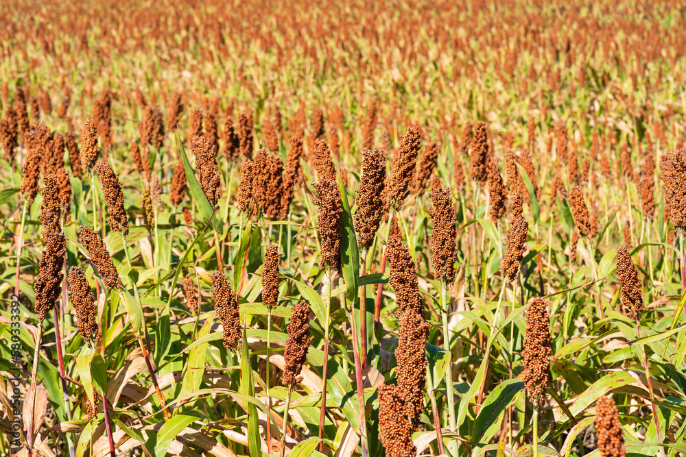 Poster Millet or Sorghum an important cereal crop in field