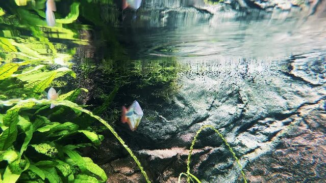 Australian Rainbow fishes swims under the surface of the water
