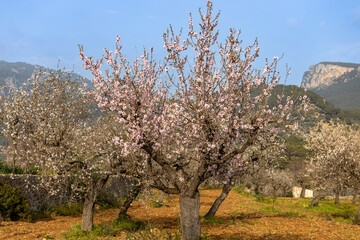 Blossoming almond trees in Serra de Tramuntana mountain region in Majorca, Mallorca, Balearic Islands, Spain, Europe