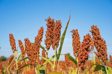 Sorghum or Millet field agent blue sky background - 580334387