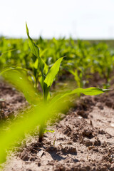 small green corn sprouts in the summer