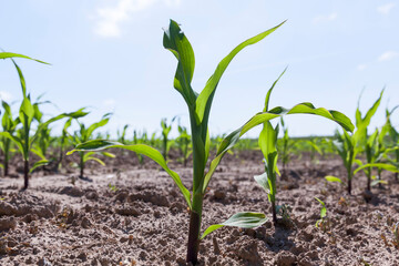 small green corn sprouts in the summer