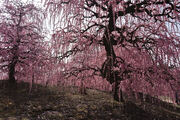 鈴鹿の森庭園　しだれ梅