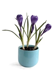 Naklejka na ściany i meble lila crocus flowers as spring first plants