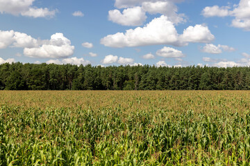 Fototapeta na wymiar Green corn in the summer against the blue sky