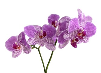 pretty colorful flowers of orchid phalaenopsis isolated close up