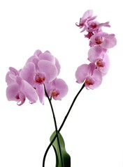 Naklejka na ściany i meble pretty colorful flowers of orchid phalaenopsis isolated close up