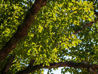大きな樹の木陰