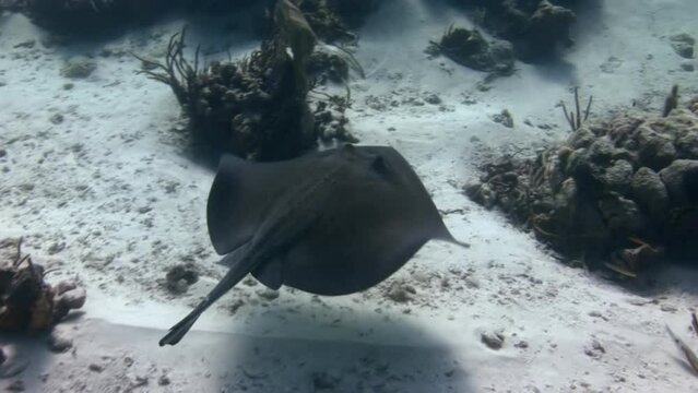 Adventurous snorkeler spotted sea stingray lurking near ocean bed. Enigmatic and mysterious underwater world of ocean is never-ending source of wonder.