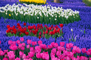 Feathered hyacinth flowers and white tulips behind red tulips, pink tulips in front. A wonderful natural landscape with tulips and hyacinths.