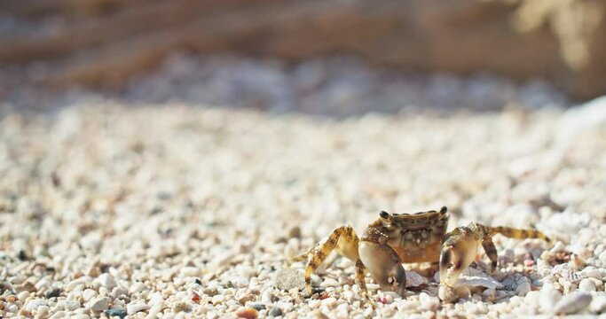 Macro slow motion video of a big crab on the beach near the sea. The crab alternates between pebbles. High quality 4k footage