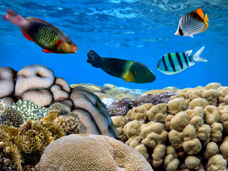 Naklejka na ściany i meble Hard Coral in the Reef and Tropical Fish